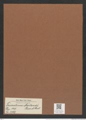 Triceratium morlandii Grove et Sturt. (de-Toni-Nr.: Genus 140, Species 3769) Zeichnungen Sammlung Grunow Mappe 03864 (Herbarium_W_Grunow_drawings_Folder_03864)